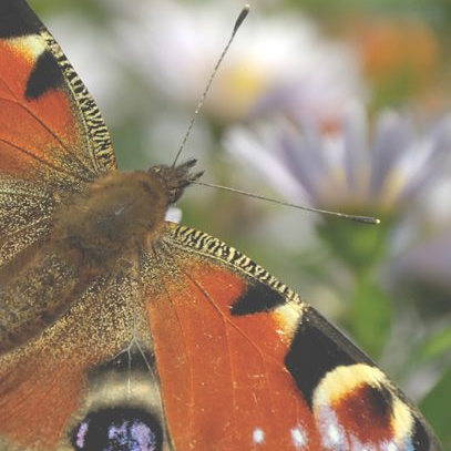 A Must Read:  J.V. Lamotte’s The Peacock Butterfly